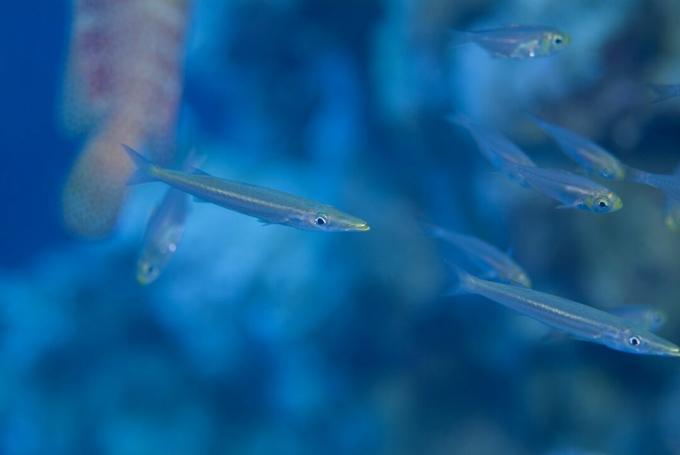 Juvenile Barracuda (Sphyraena Sp.). Fundet blandt en tæt skole med gul sweeper, der brugte beskyttelsen af ​​en Redmouth Grouper, indtil deres stigende størrelse gav væk deres camouflage. det røde Hav