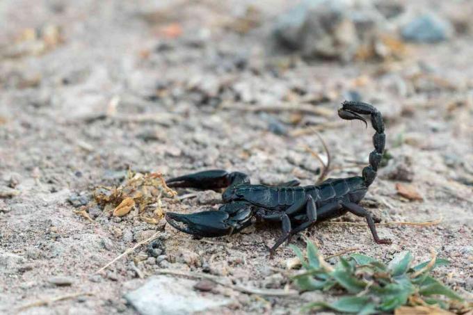Sort skorpion, der går over sandgrund.