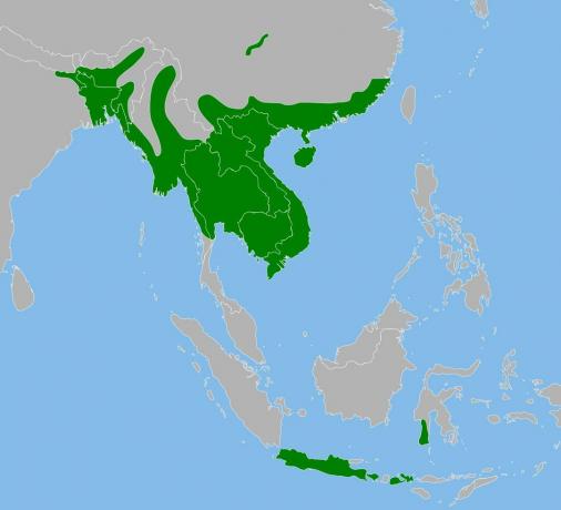 Burmesisk python række i Asien.