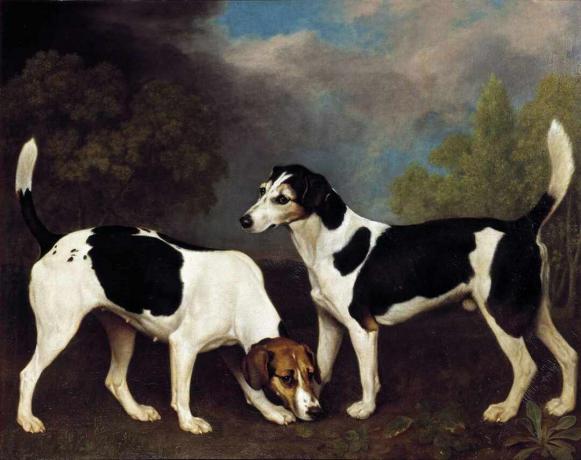 george stubber par rævehunde