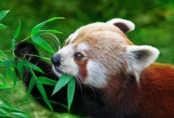 Den røde panda er tilpasset til at bruge sine vågne timer på at spise bambus.