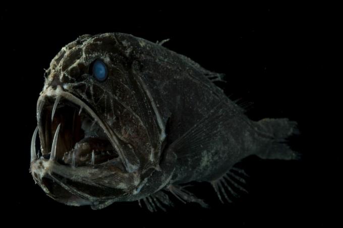 Fangtooth fisk