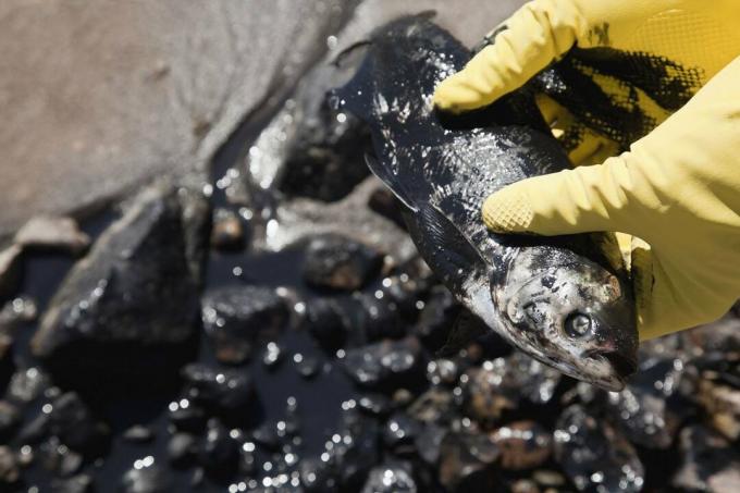 Død fisk dækket i olie
