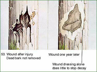 Træstamme såret før og efter