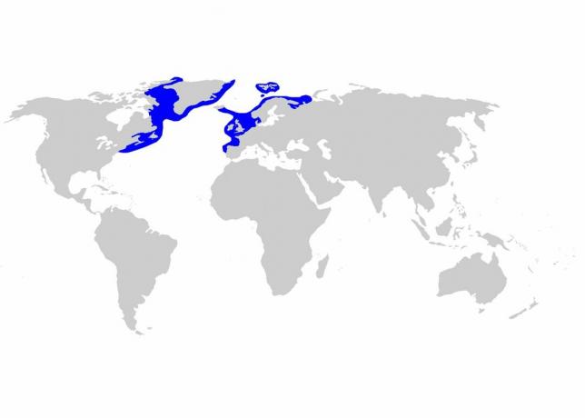 Grønlands hajfordeling