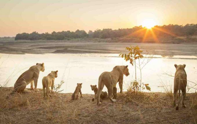 Løveninde med unger ved floden ved solnedgang i South Luangwa National Park, Zambia