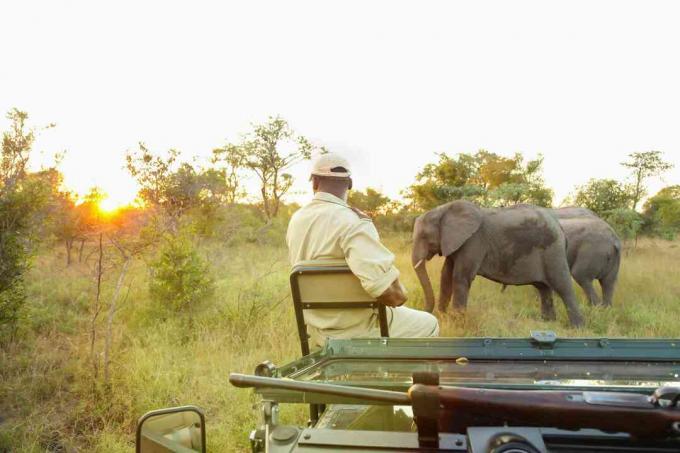 Conservation tracker guide sidder på fronten af ​​et safarikøretøj og ser på afrikanske elefanter i et vildtreservat