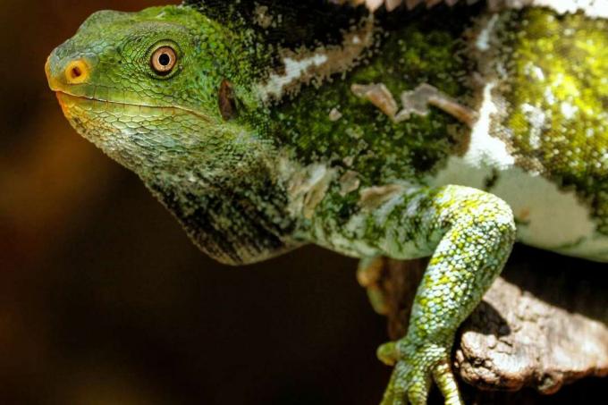 Fiji crested leguan