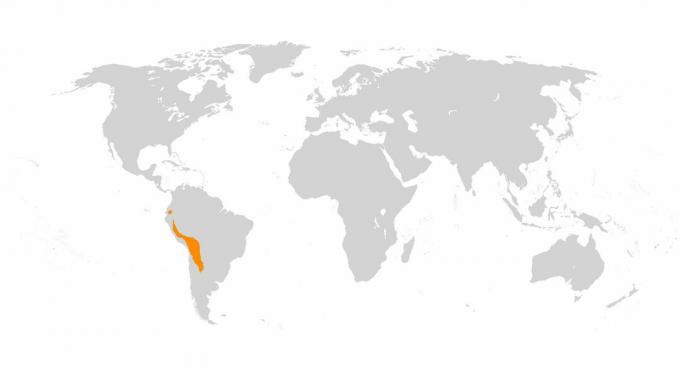 Lamaer og alpakkaer blev resultatet af domestisering af guanacos og vicunas i Andesfjerner.