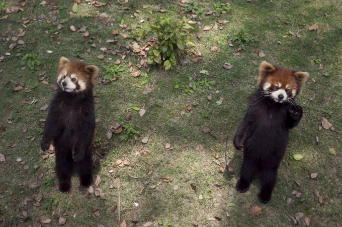 En rød panda, der står på bagbenene og udvider klørne, kan se sød ud, men det er faktisk en trusseladfærd.