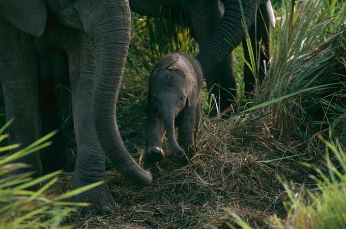 Baby elefant i Virunga National Park