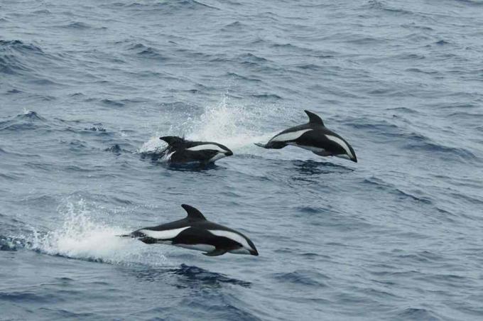 Timeglasdelfiner i Drake Passage