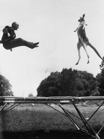 Kangaroo og mand hopper på en trampolin, sort / hvid foto.