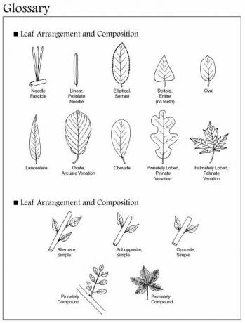 Arrangementer af blade og kvist