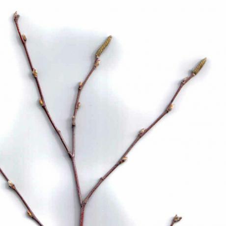 River birch kvist