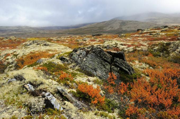 Efterår tundra landskab i Norge, Europa.