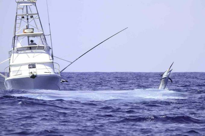 Charter fiskerbåd, der kæmper mod en blå marlin