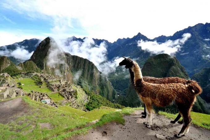 Lamaer i Peru