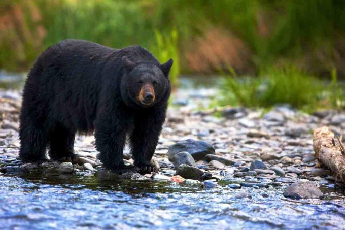 Sort bjørn (Ursus americanus) stående i en stenet strøm, British Columbia, Canada