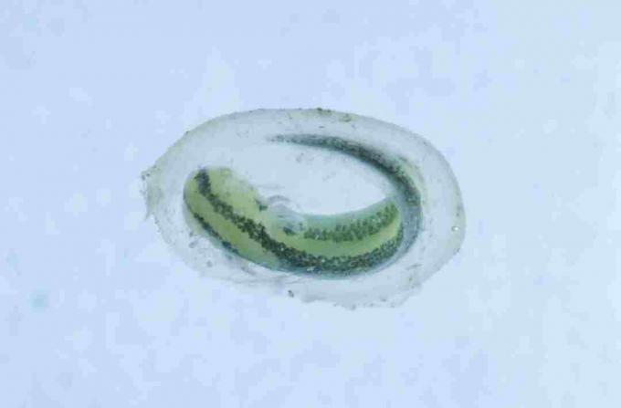 Dette er en ny i dens ægsæk. Som myrer kan salamanderlarver genkendes i deres æg.