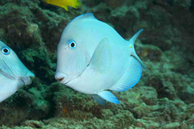 Atlanterhavsblå tang (Acanthurus coeruleus)