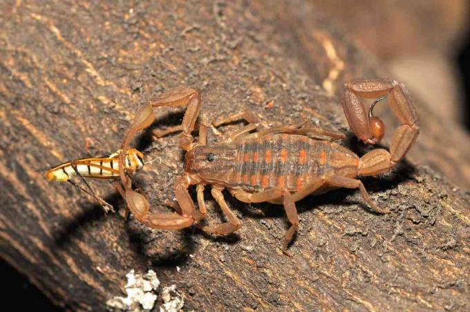 Skorpion spiser et insekt.