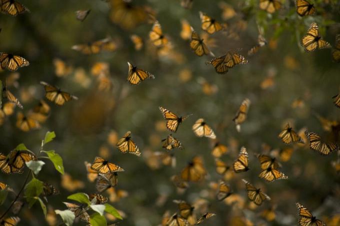 Monarch sommerfugle