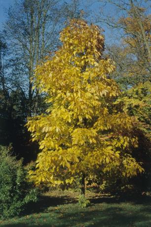 Shagbark hickory træ