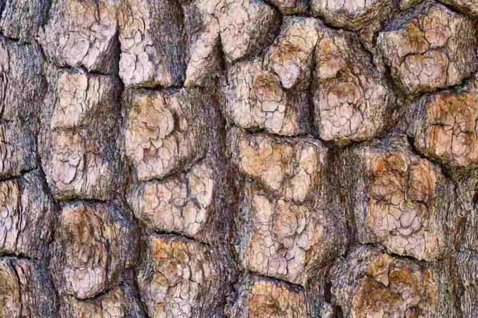 Pine Bark Closeup