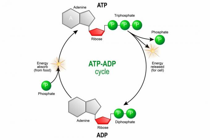 ATP ADP-cyklus