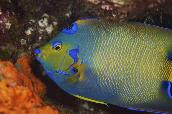 Dronning Angelfish