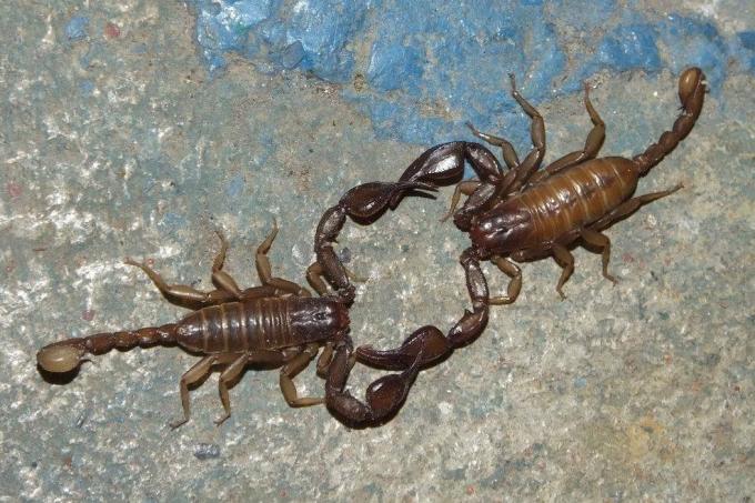 To skorpioner, der danser på en stenet overflade.