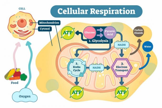 Cellulær respiration