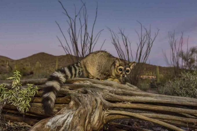 Captive ringtail (Bassariscus astutus)