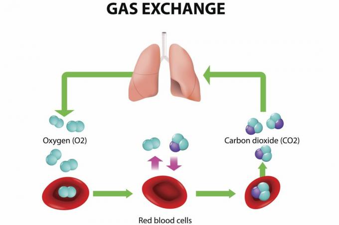 Gasudveksling i lungerne