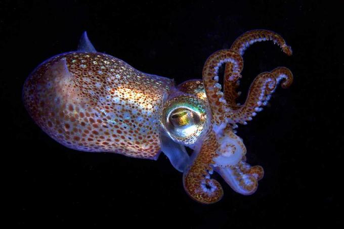 Bobtail-blæksprutte