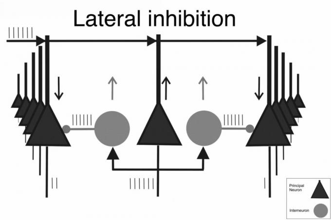 Lateral inhibering