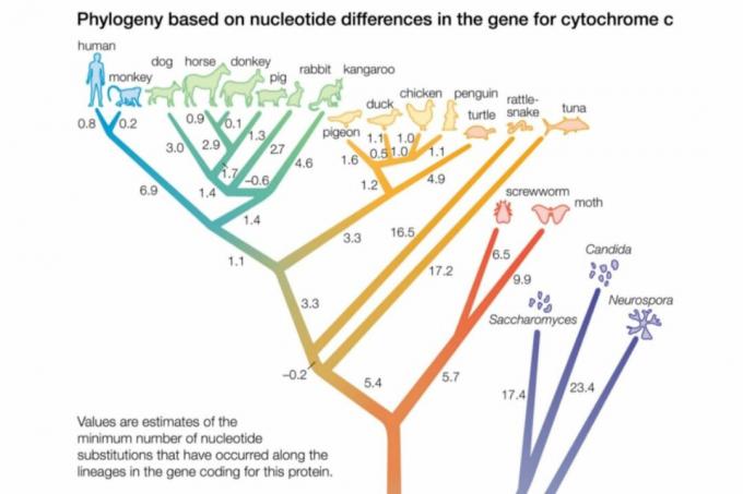 Phylogenic træ close-up