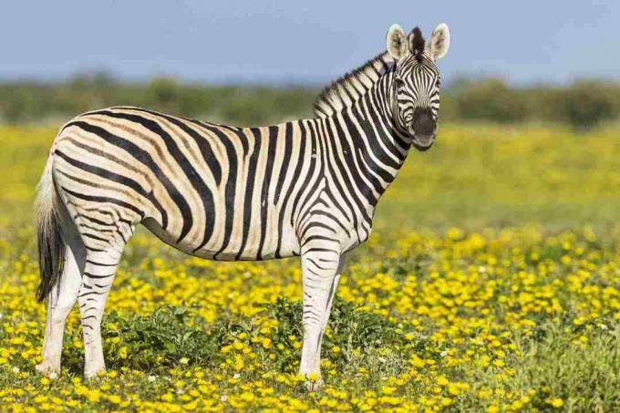 Burchells zebraer, Equus quagga burchelli, stående på gul blomstereng