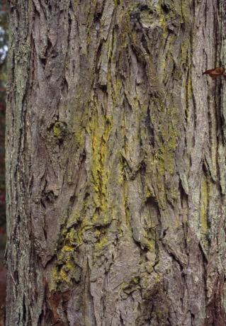 Shellbark Hickory bark: Carya laciniosa