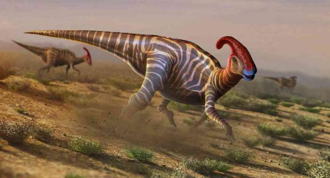 Kunstværker af parasaurolophus