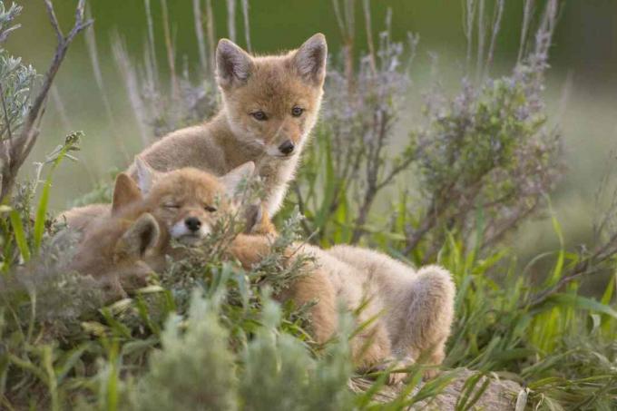Coyote-hvalpe ligner ræve- eller ulveunger.