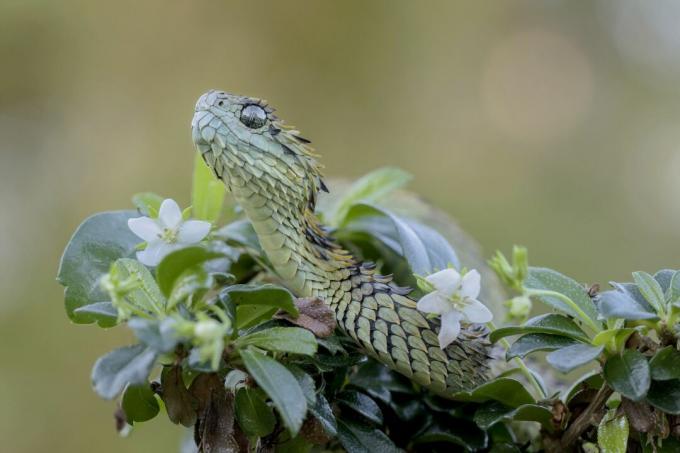 Behåret Bush Viper Snake