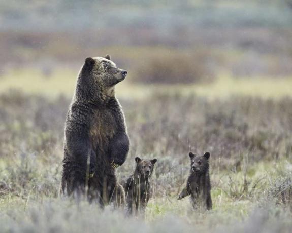 Grizzly bear (Ursus arctos horribilis) so og to unger af året alle stående op på deres bagben, Yellowstone National Park, Wyoming