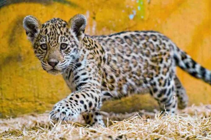 Jaguar-unger er plettet.