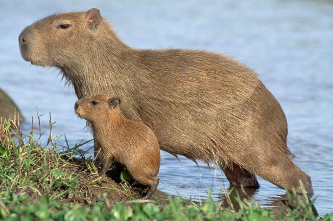 Capybara young er miniatyrversioner af deres forældre.