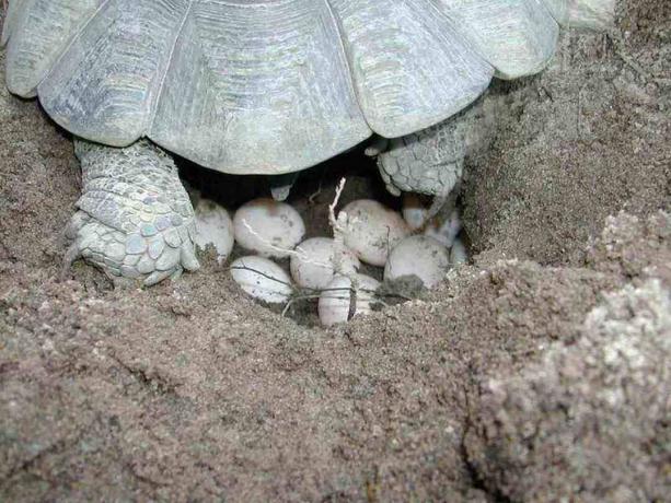 Skildpadde lægge æg