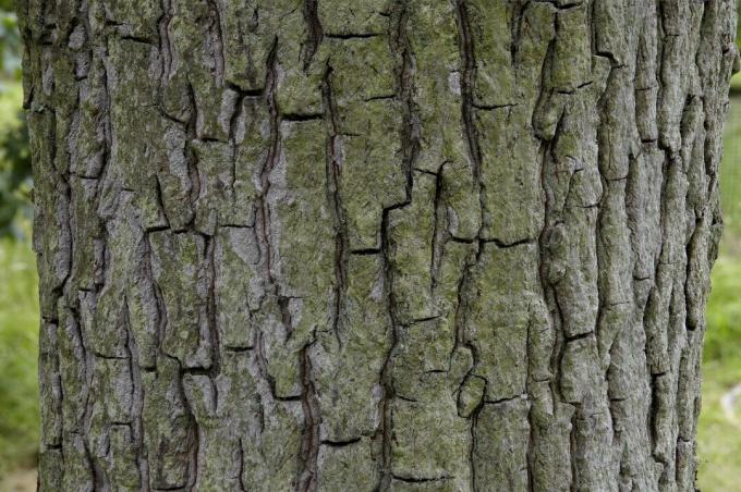 Carya tomentosa, Mockernut hickory, nærbillede af bark