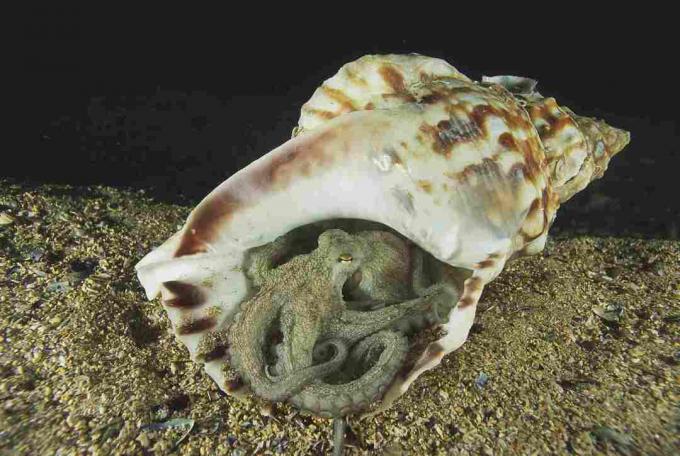 Blæksprutte (Octopus vulgaris) gemmer sig i trompetskal / Marevision / alder fotostock / Getty Images