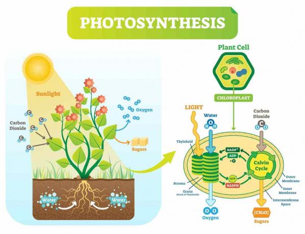 Fotosyntesediagram